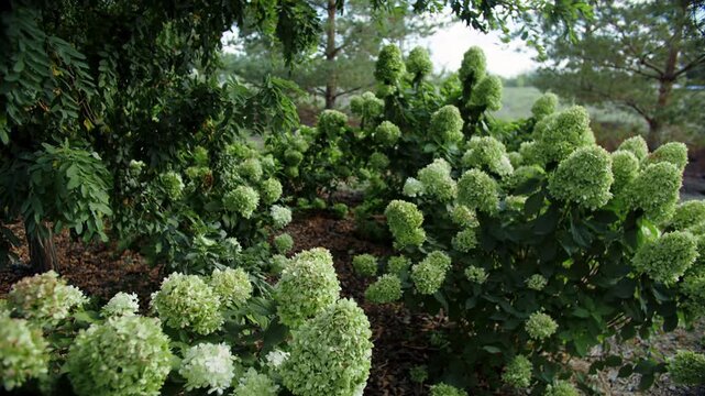 Blooming green hydrangea bush in garden nursery