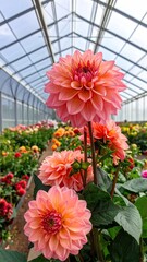 Peach Dahlias in Greenhouse
