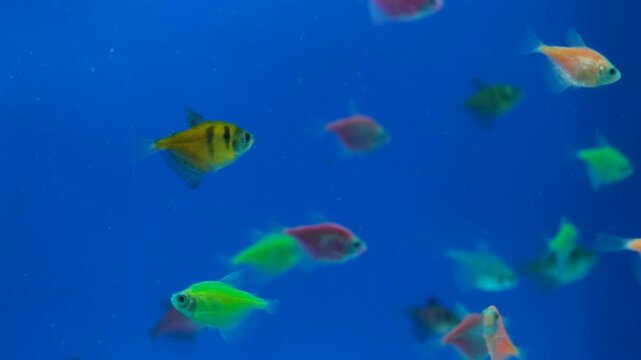 Glofish tetra swimming in aquarium with blue background. Close-up of glofish tetra in clear water tank. Tropical glofish tetra floating gracefully in aquarium.