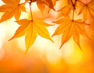 Fototapeta premium Close-up of vibrant orange maple leaves with a soft, blurred background of golden bokeh lights.