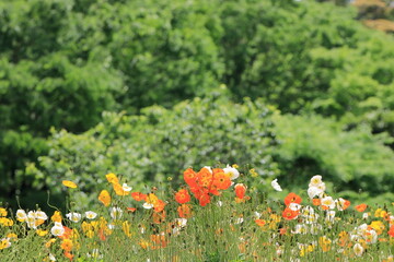 全盛期のポピー畑