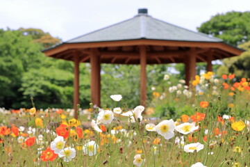 公園のポピー畑