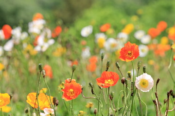 全盛期のポピー