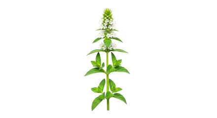Isolated flowering mint sprig showing vibrant green leaves and delicate white blossoms © Luca