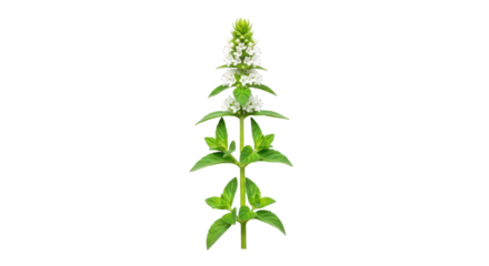 Isolated flowering mint sprig showing vibrant green leaves and delicate white blossoms
