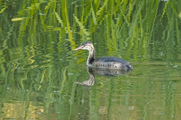 Grebe chick swimming in a pool with reflection in the water in Bourgoyen nature reserve, Ghent, Belgium - Podicipediformes 
