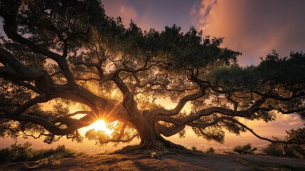 Majestic ancient oak tree with sprawling branches silhouetted against golden sunset sky, dramatic sunburst through twisted limbs, serene landscape