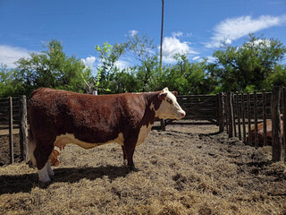 Polled hereford cow in a pen. Side view