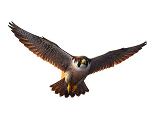 Naklejka premium Falcon in flight isolated on transparent background