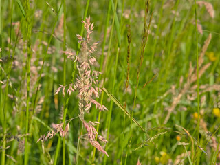 Flowers of yorkshire fog grass, selective focus - Holcus lanatus 