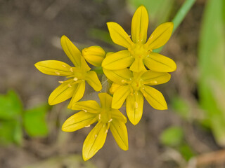 Yellow Star-of-Bethlehem (Gagea lutea),