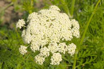 Cluster of many white wild carrot flowers, overhead view - Daucus carota 