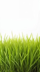 Fototapeta premium Lush green grass with subtle foliage on a pristine white background