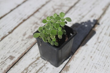  Plectranthus montanus mięta domowa © Perovskia