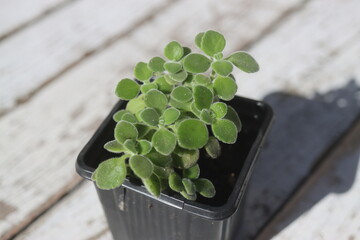  Plectranthus montanus mięta domowa © Perovskia
