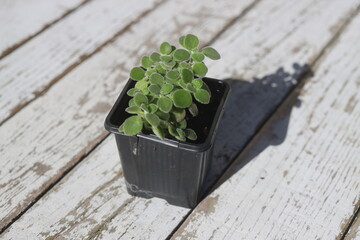  Plectranthus montanus mięta domowa © Perovskia