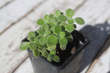  Plectranthus montanus mięta domowa © Perovskia