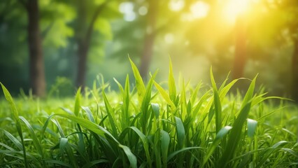 Lush green grass with a few blades bent by wind and sunlight