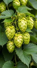 Fototapeta premium Lush Green Hops on the Vine Ready for Brewing.