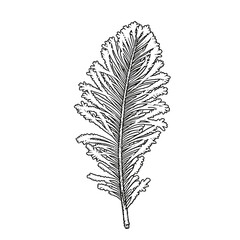 Feather-like leaf drawing in black for botanical design