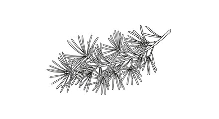 Pine branch illustration in black and white for winter design
