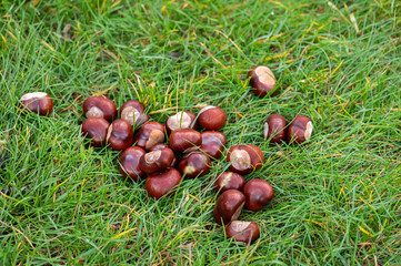 Fresh chestnuts scattered on green grass autumn harvest nature horizontal