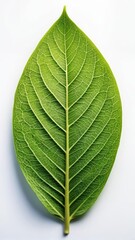 Obraz premium Freshly picked nut leaf with delicate veins and texture on a clean white background