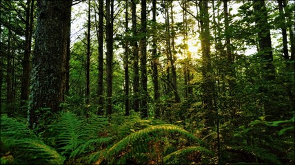 Naklejka premium Serene Forest Landscape at Sunset: Lush Green Trees and Ferns in a Tranquil Natural Environment