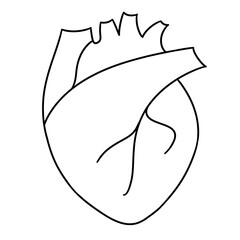 Line art anatomical heart, biology or medicine concept