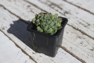 rojnik Fantasy Sempervivum © Perovskia