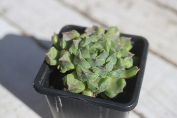 rojnik Fantasy Sempervivum © Perovskia