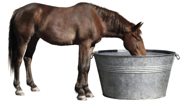 A horse drinking water from a metal tub. Concept Horse, Drinking Water, Metal Tub, Farm Scene, Calm Moment
