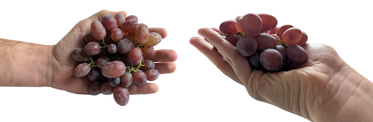 Two hands holding juicy purple grapes isolated on a transparent background