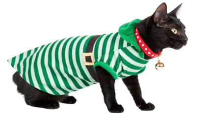 Cat wearing a cute outfit, isolated on a transparent background PNG