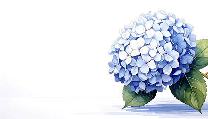 A hydrangea bloom bursting
