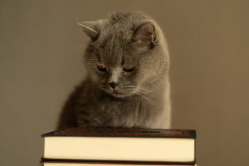 British Shorthair cat falling asleep while sitting near a pile of books
