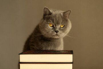 British Shorthair cat falling asleep while sitting near a pile of books