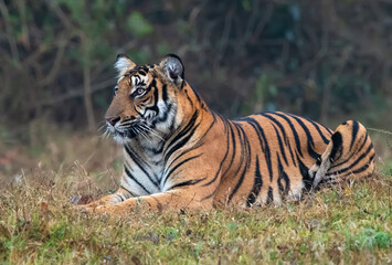 Bengal Tiger