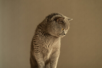 British Shorthair cat gazing aside thoughtfully