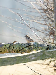 ein kleiner Spatz sitzt in der Wintersonne auf einem L&auml;rchen Zaun mit Rinde vor einer Buchenhecke