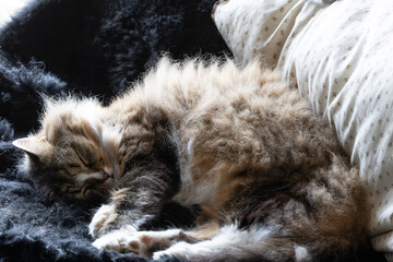 wundersch&ouml;ne Langhaar Katze mit wei&szlig;er Blesse eingerollt beim Schlafen auf dem schwarzen Lamm Fell vor dem Kissen 