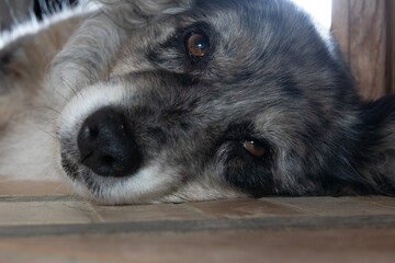 alter grauer grey merle Australian Shepherd hund beim liegen auf den terracotta Fliesen mit Blick in die Kamera