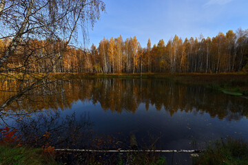 The forest around the forest lake is very beautiful in golden autumn.