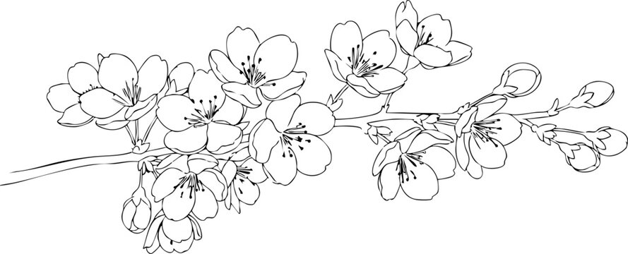Delicate cherry blossom branch hand-drawn sketch evokes spring's ephemeral beauty and renewal for elegant design