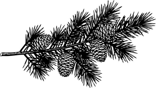 Elegant black and white illustration of pine branch with detailed pinecones, perfect for holiday designs and natural themes.
