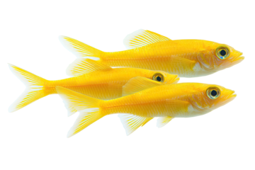 Three golden fish swimming together against a black background