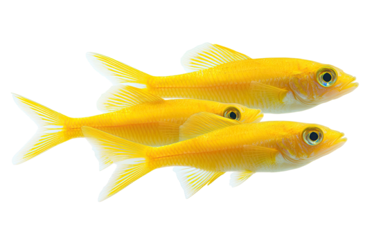 Three golden fish swimming together against a black background