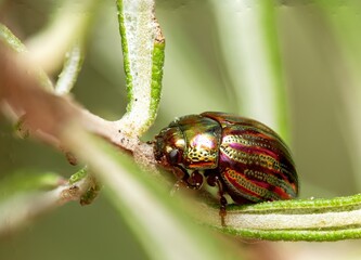Macro Photograph of Iridescent Beetle on Plant