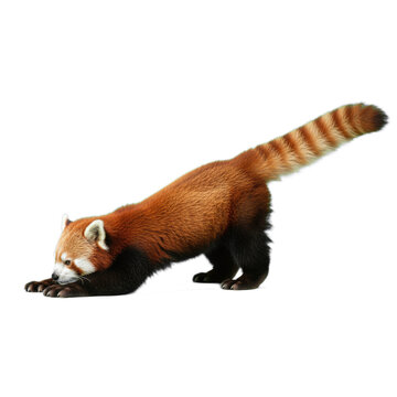Ailurus red panda isolated on transparent background