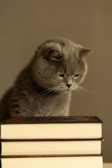 British Shorthair cat falling asleep while sitting near a pile of books